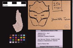 Foto (Objekt + Etiketten) von Decapoda indet. (NHMW-GEO-1990-0041-0119)